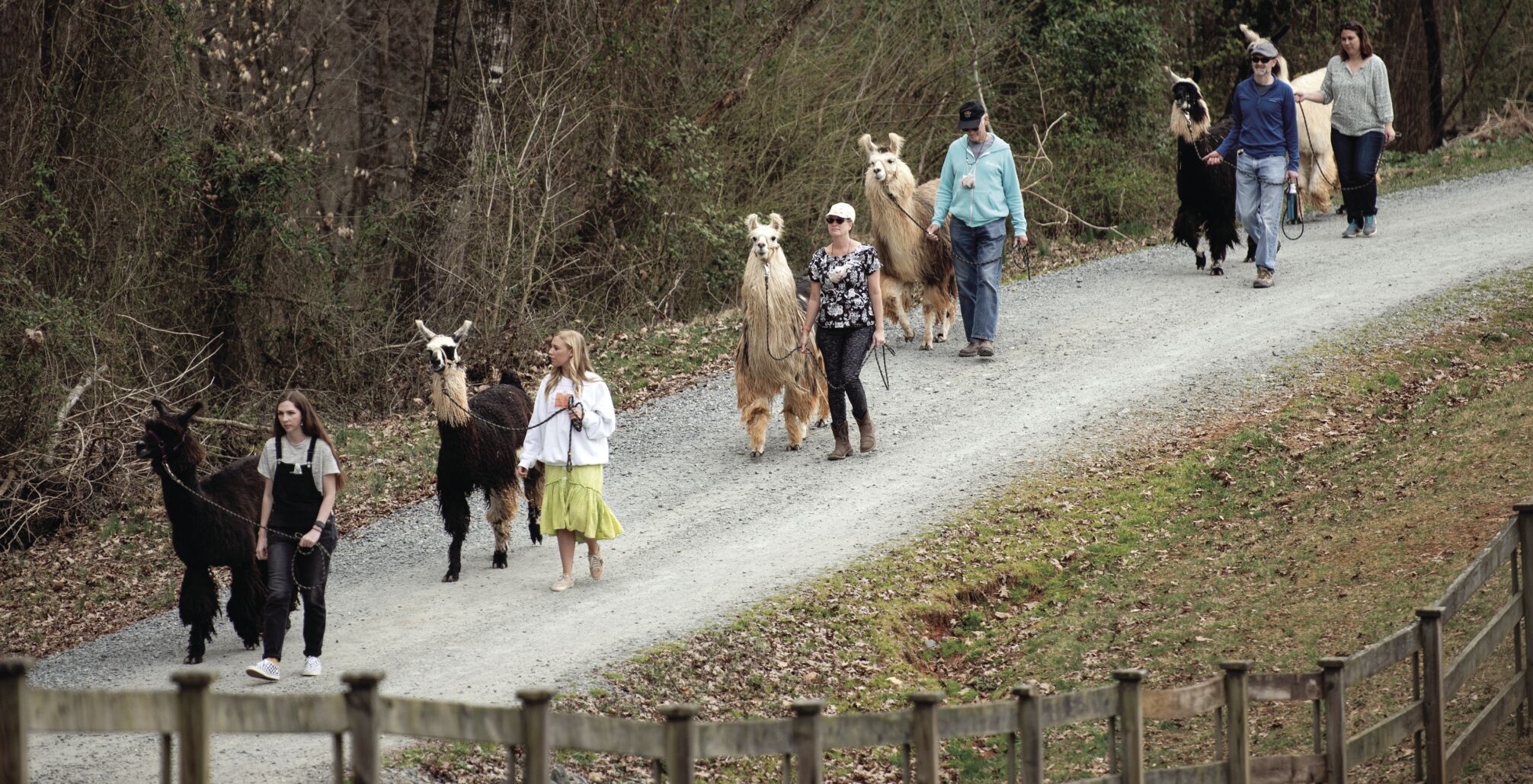 Divine Llama Vineyards